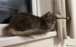 Maine Coon cats for sale: Ragdoll x main coon - Image 6