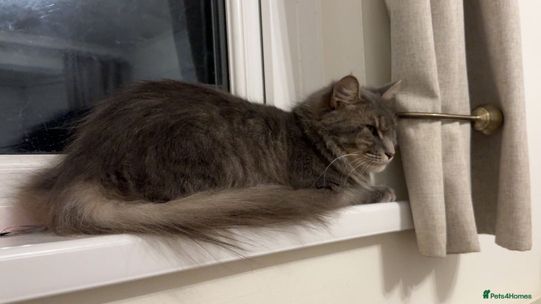 Maine Coon cats for sale: Ragdoll x main coon - Image 6