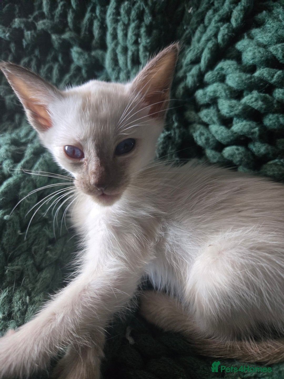 Siamese cats for sale:  Two chocolate point beautiful babies  - Image 17