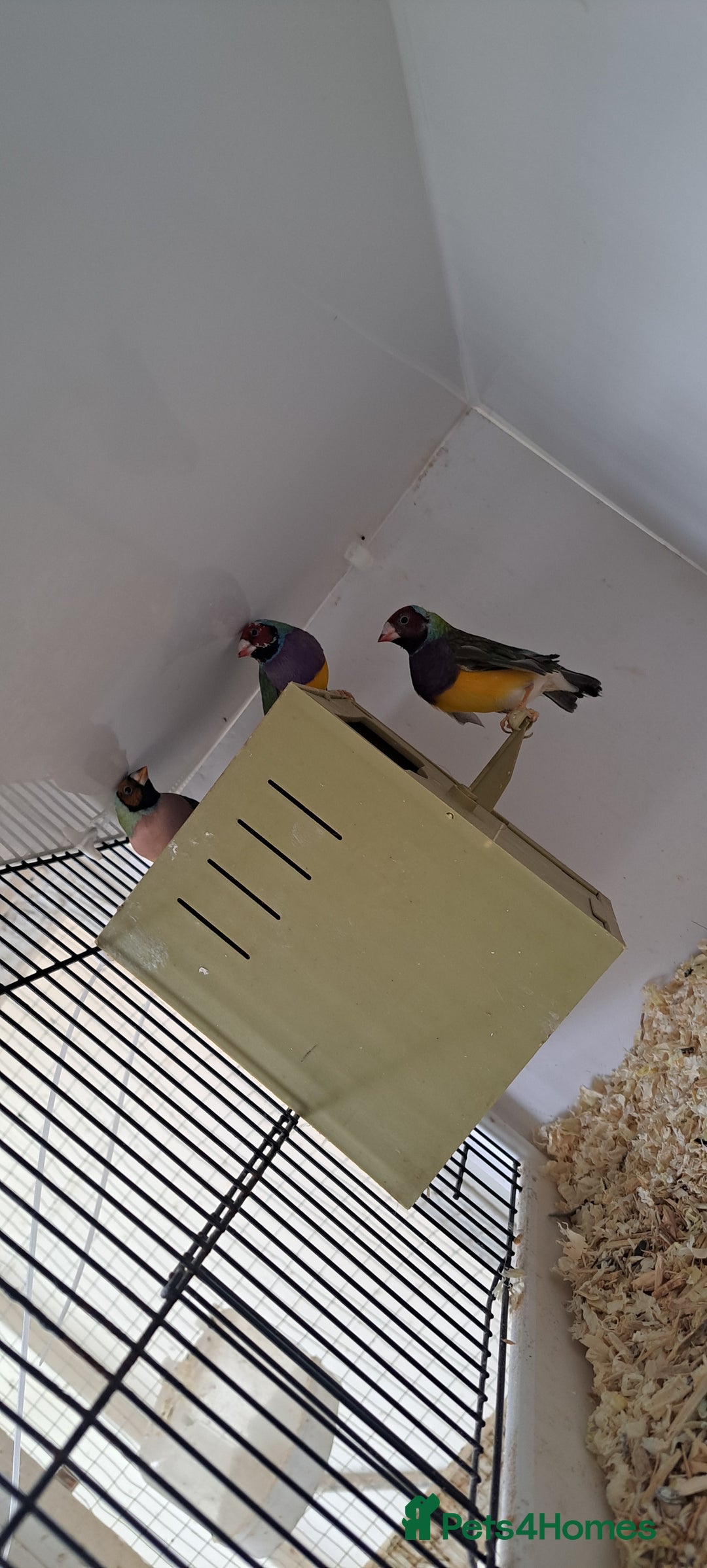 Finches birds for sale: Gouldian finch  - Image 1