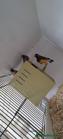 Finches birds - Advert 1