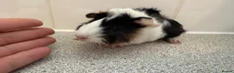 Guinea Pig rodents for sale: Beautiful baby piggies  - Advert 14