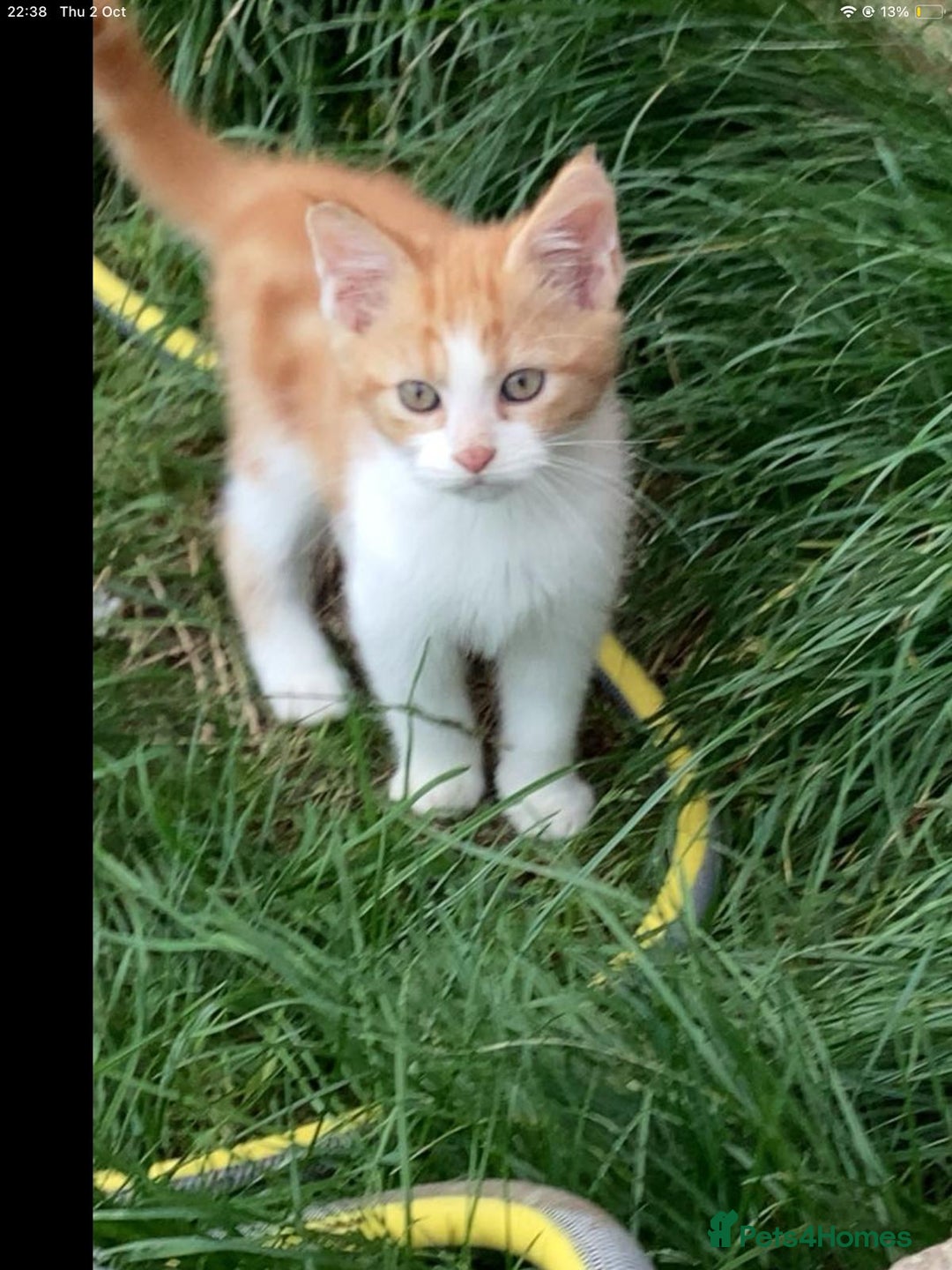 Maine Coon cats for sale: Maine coon kittens 3/4  - Image 4