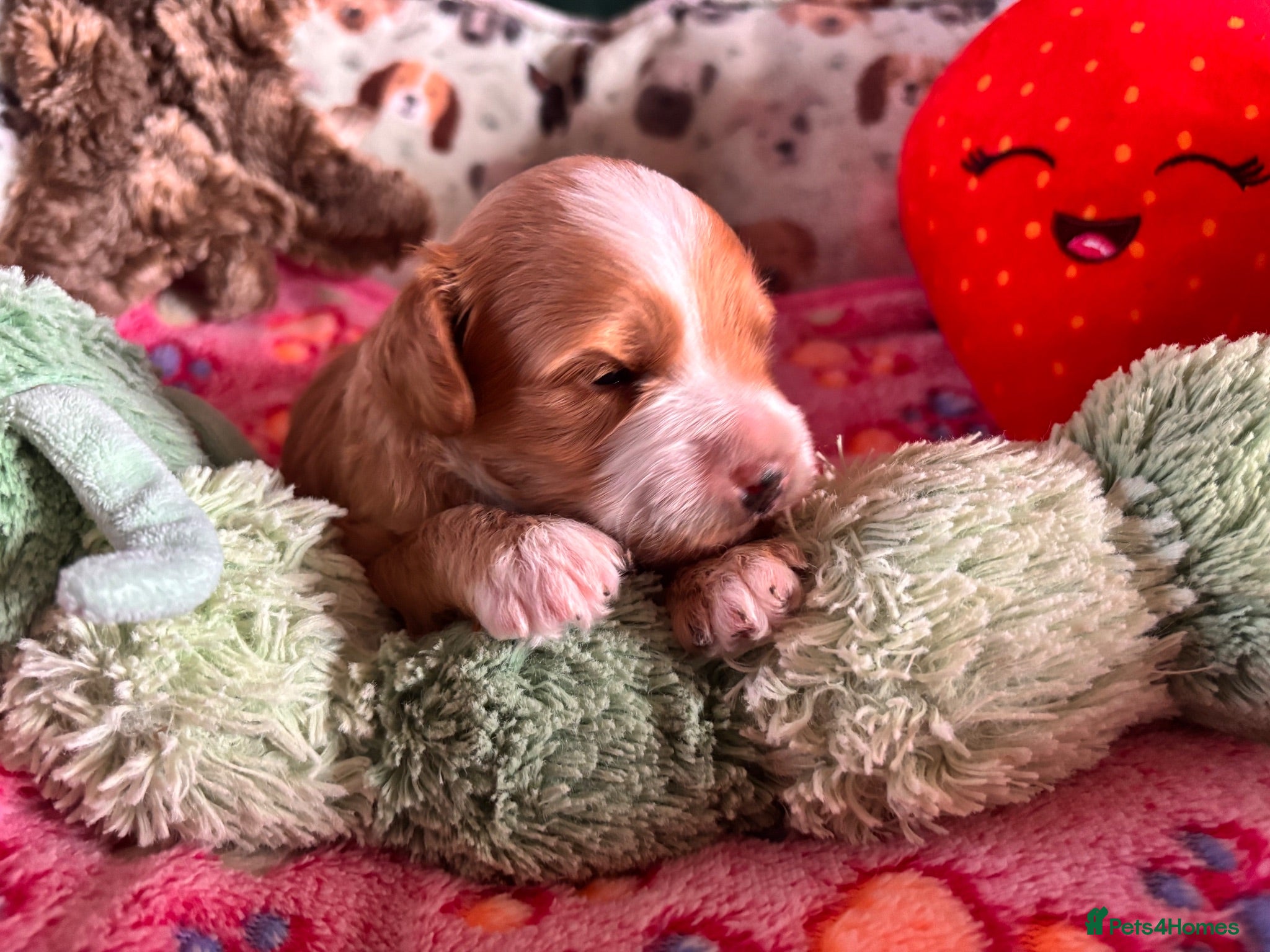 Cavapoo dogs Beautiful Cavapoo puppies  - Advert 14