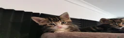 Mixed Breed cats for sale: Extra-cuddly, hand-reared, vet checked kittens  - Advert 12