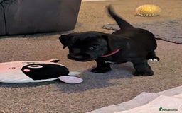 Mixed Breed dogs for sale: Doxie-Dales ready now - Image 24