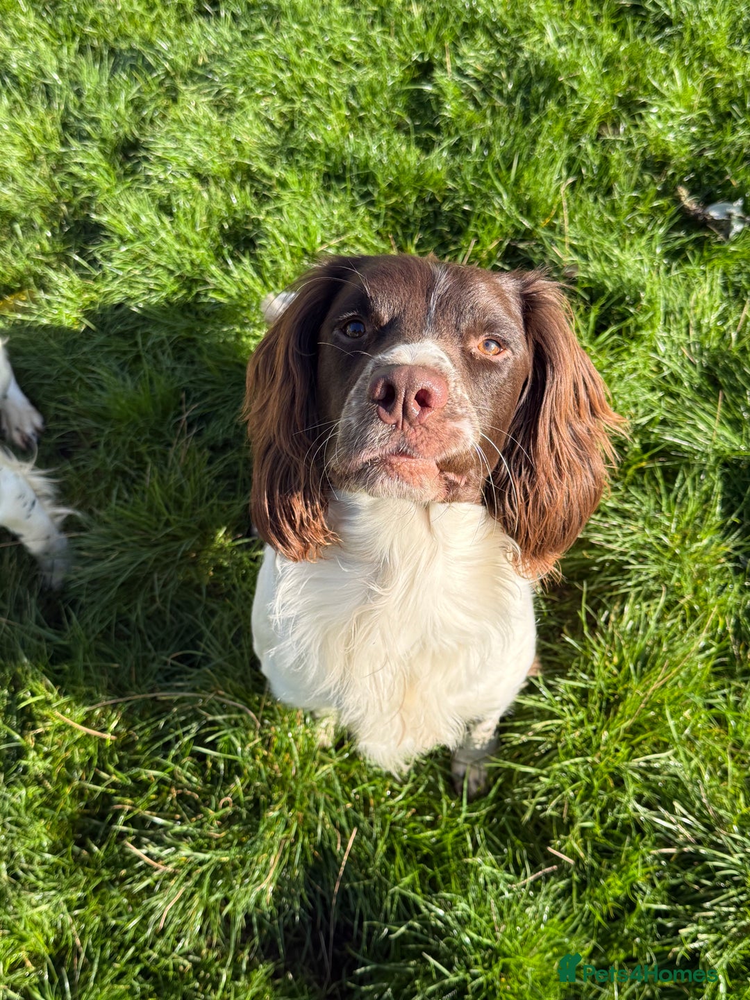 English Springer Spaniel dogs for stud: For Stud - Image 2