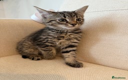 Maine Coon cats for sale: Tabby Kittens  - Image 10