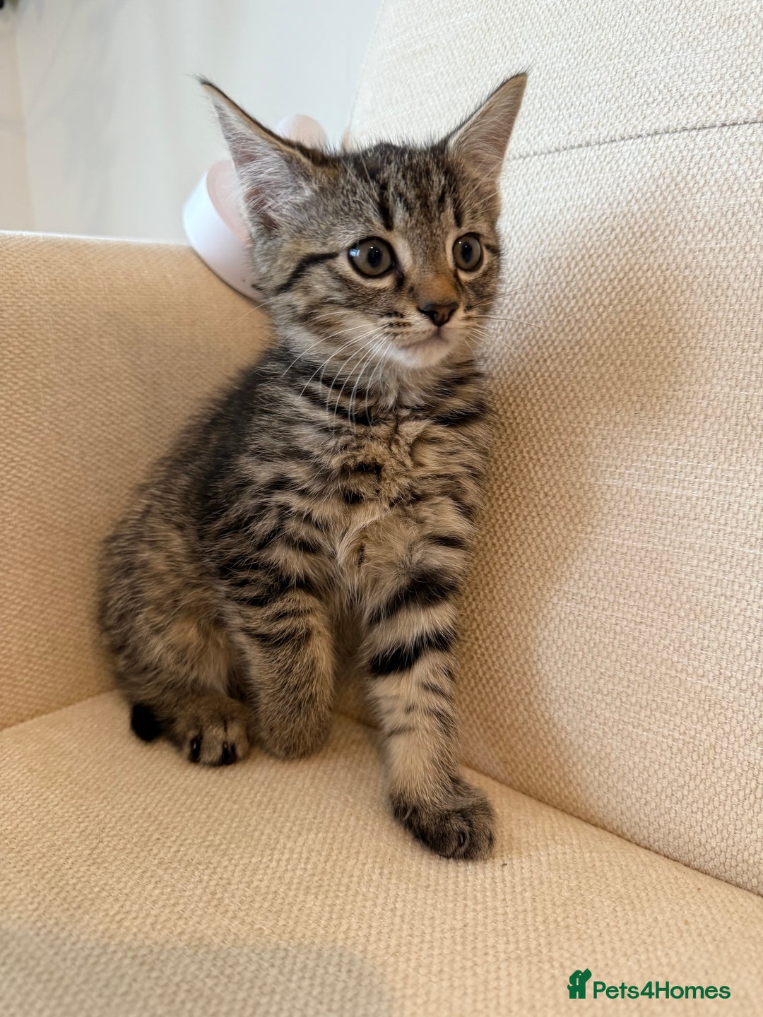 Maine Coon cats for sale: Tabby Kittens  - Image 10