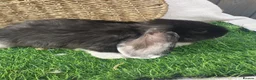 French Lop rabbits for sale: Giant French Lop babies - Advert 9