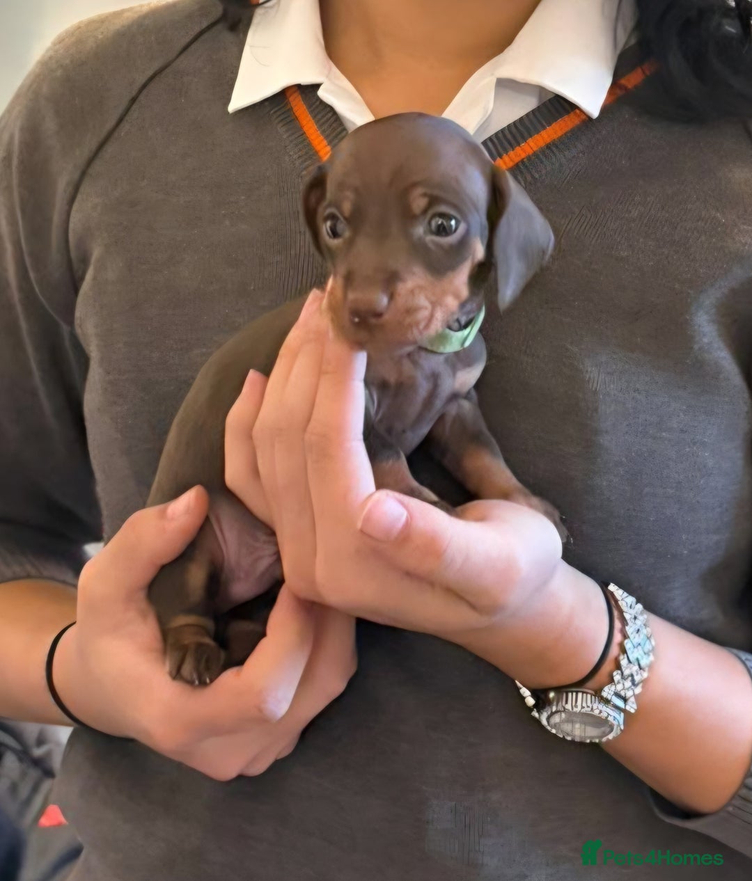 Dachshund dogs for sale: READY FOR NEW HOME 🐶 - Advert 3