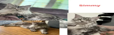 Simmy