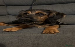 Mixed Breed dogs for sale: Dexter  - Image 2