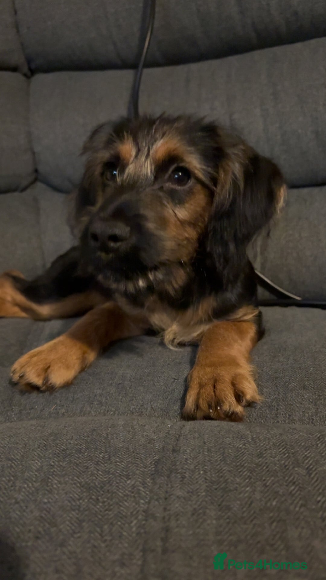 Mixed Breed dogs for sale: Dexter  - Image 2
