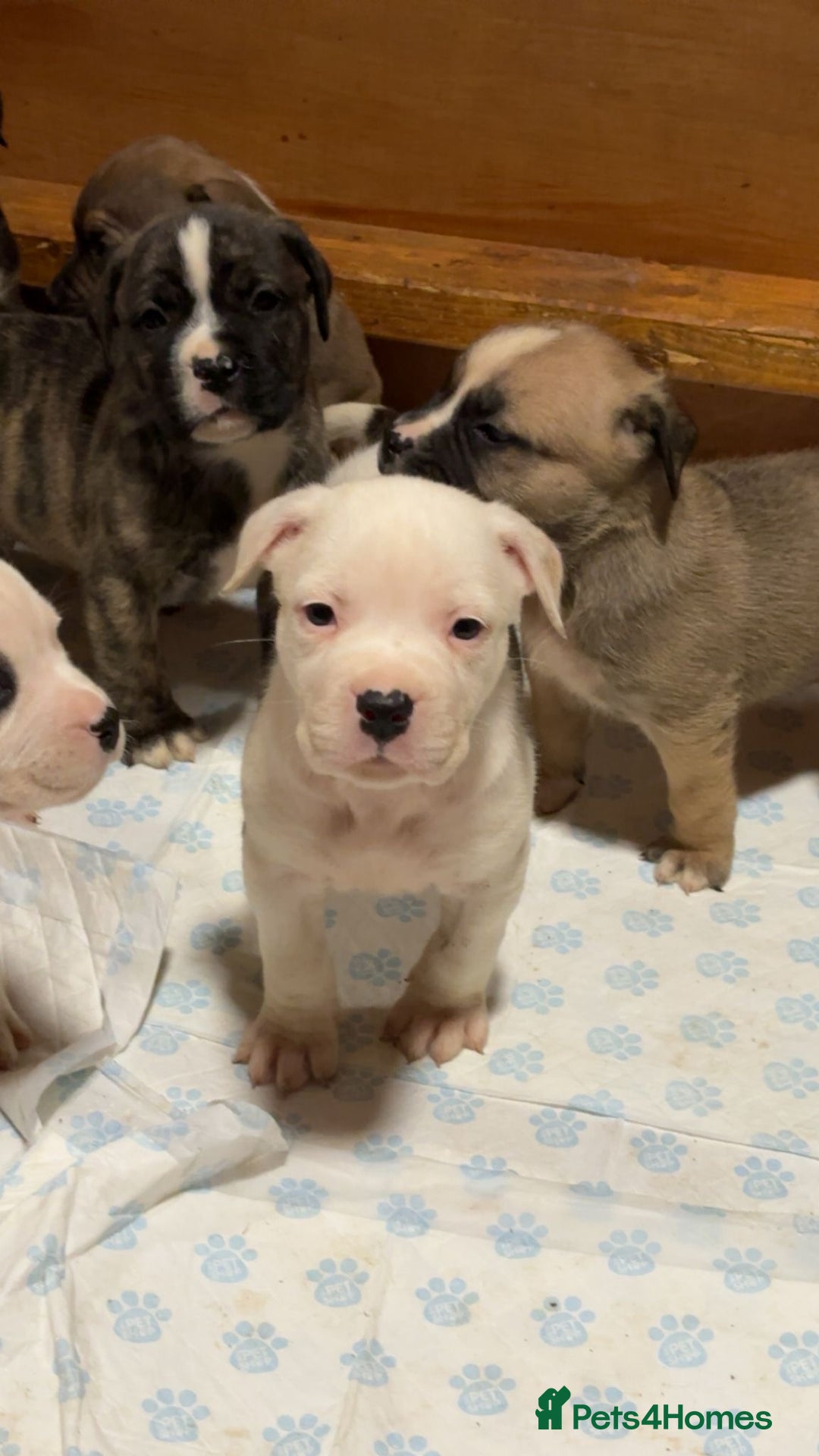American Bulldog dogs for sale: American bulldog  - Advert 12