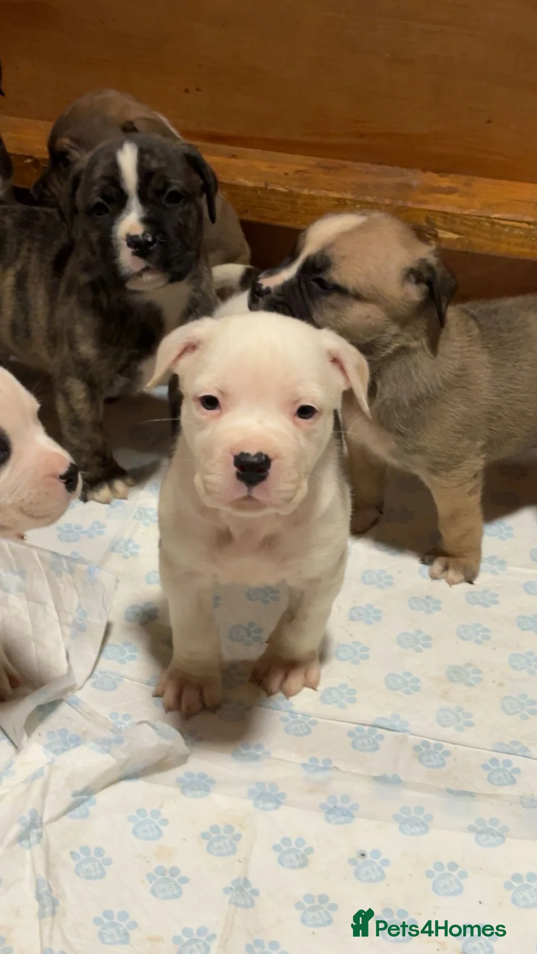 American Bulldog dogs for sale: American bulldog  - Advert 11