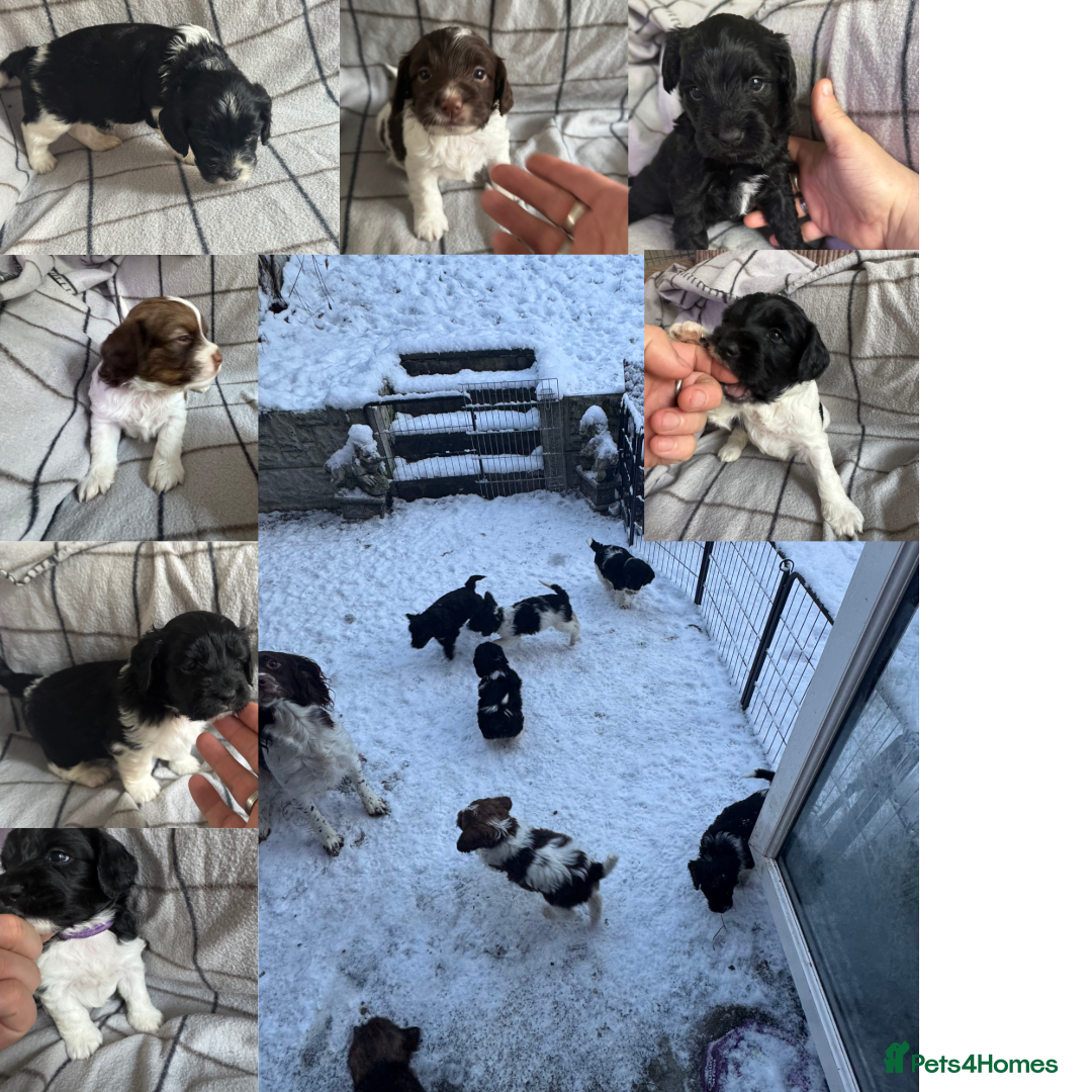 Mixed Breed dogs for sale: 8 Springer mix Puppies - Advert 1