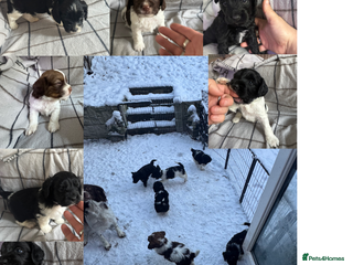 Mixed Breed dogs 8 Springer mix Puppies - Advert 1
