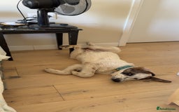 Mixed Breed dogs for sale: Winnie  - Image 2
