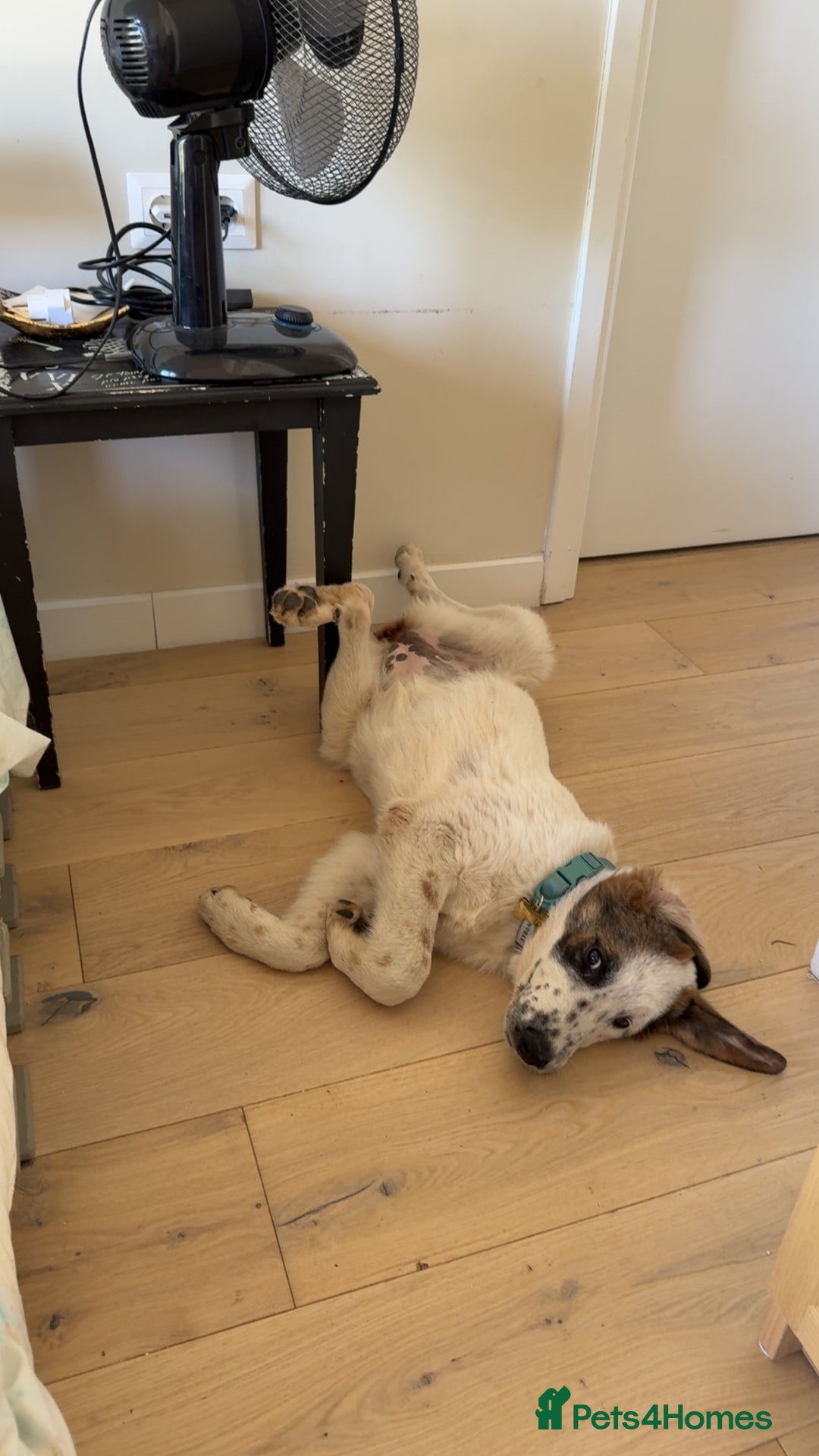Mixed Breed dogs for sale: Winnie  - Image 2
