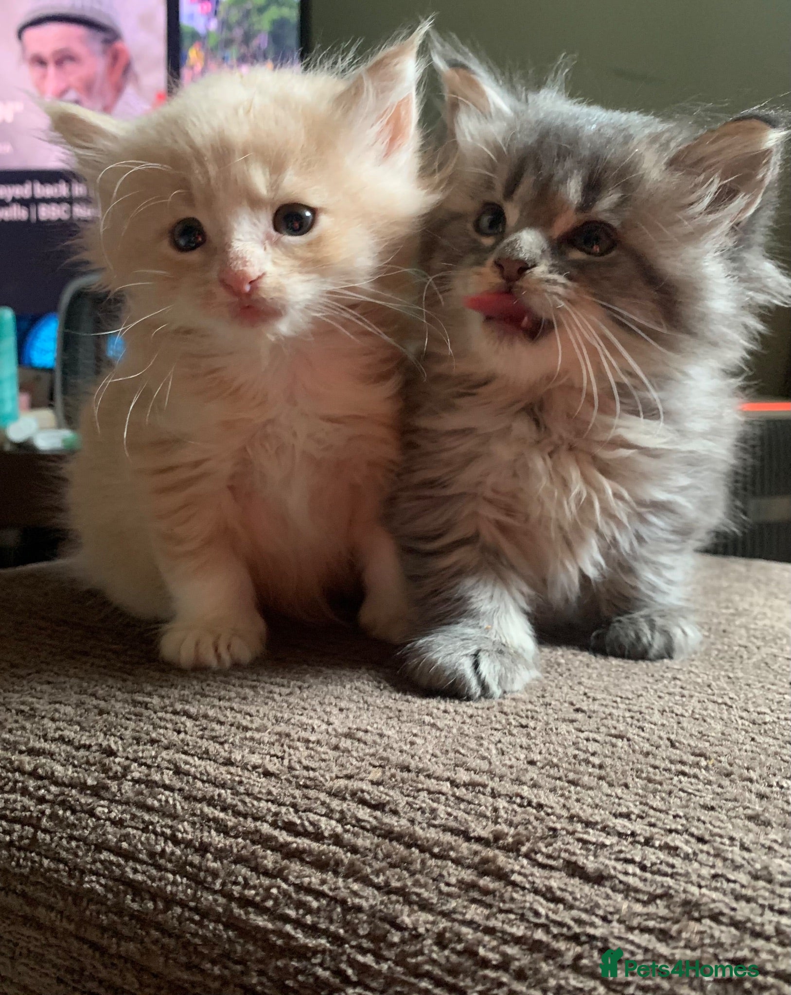 Maine Coon cats 3 Gorgeous Maine Coon x kittens - Advert 8