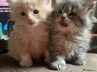 Maine Coon cats 3 Gorgeous Maine Coon x kittens - Advert 8