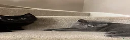 British Shorthair cats for sale: ✨ beautiful black/blue British Shorthair kittens✨ - Advert 7