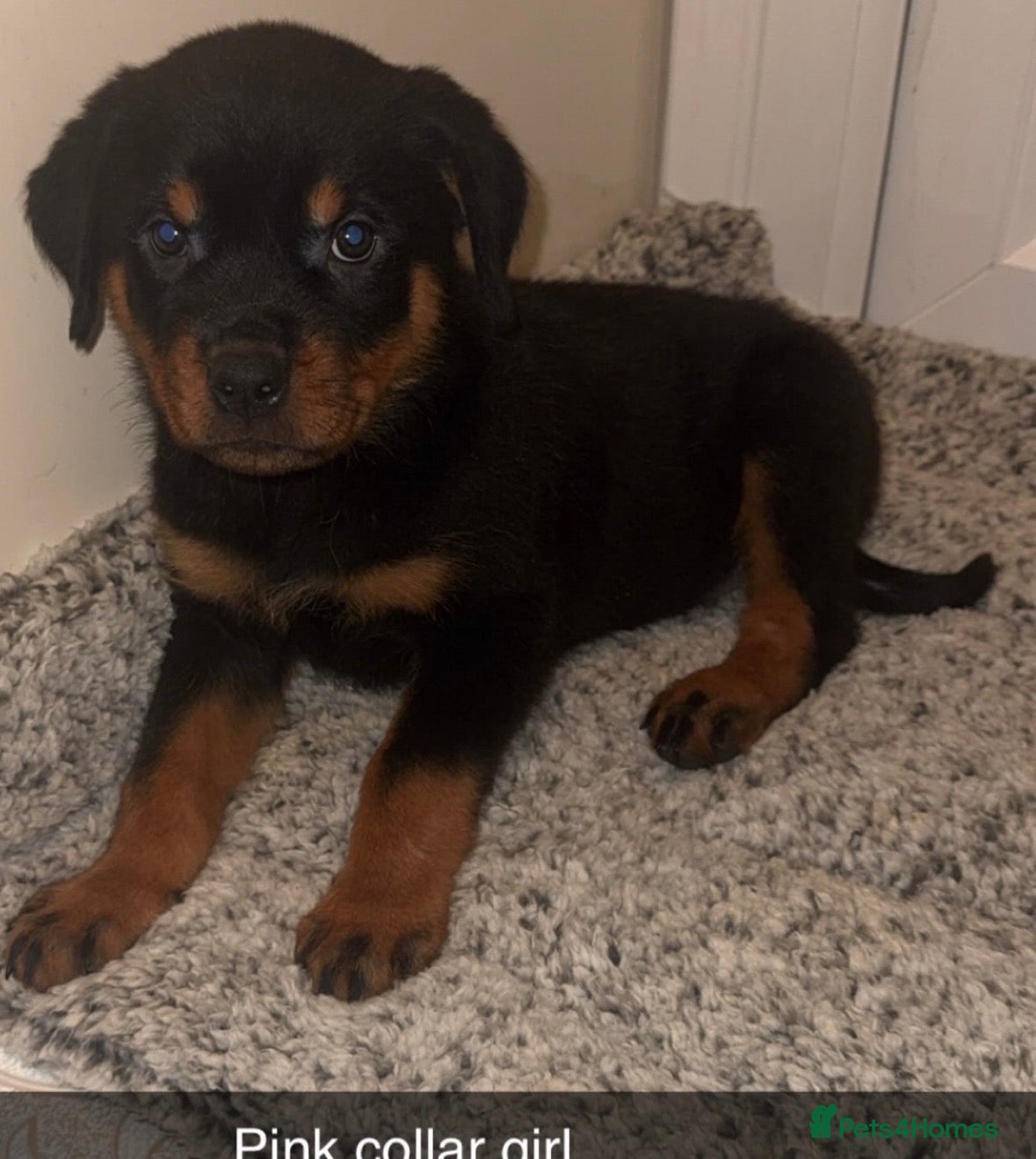 Rottweiler dogs KC Rottweiler Puppies fully vaccinated last girl - Advert 4