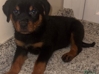 Rottweiler dogs KC Rottweiler Puppies fully vaccinated last girl - Advert 1