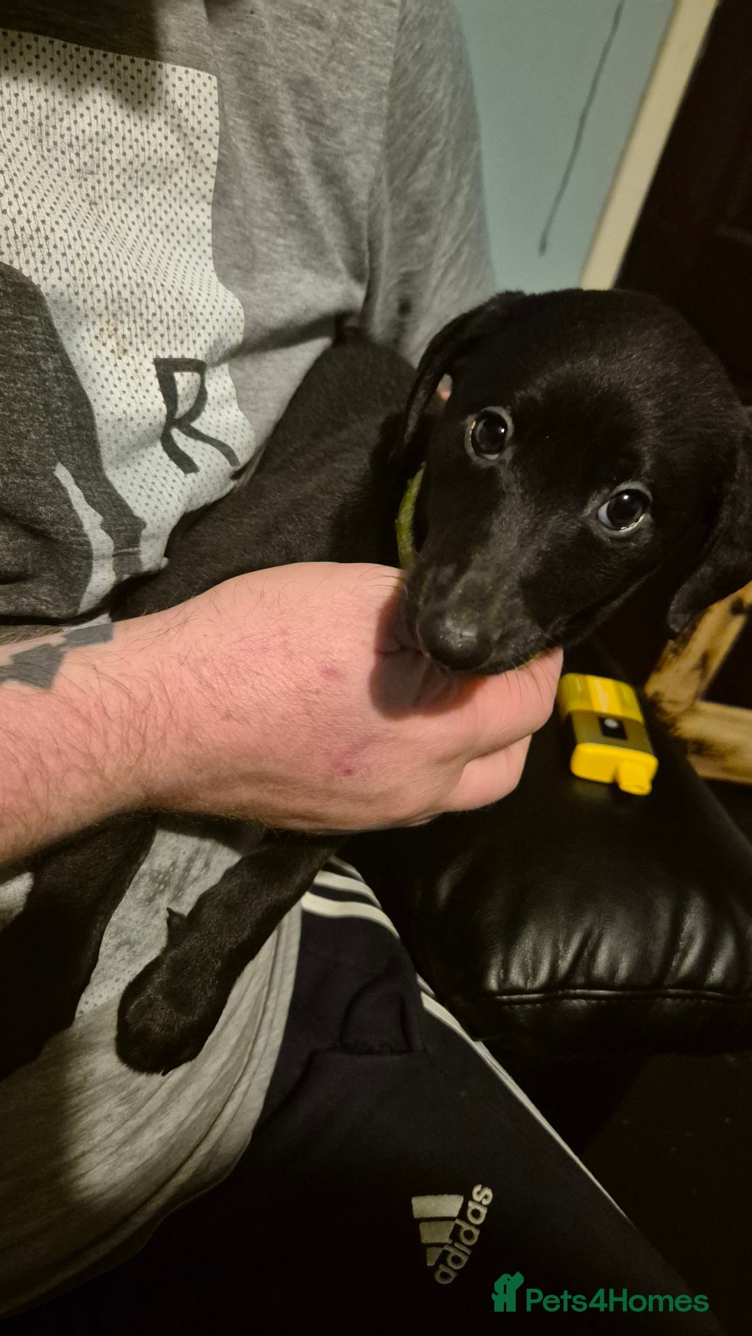 Mixed Breed dogs for sale: Greyhound lurcher cross - Advert 3