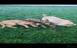 Lurcher dogs for sale: 3 male brindle Lurcher puppies for urgent sale - Advert 2