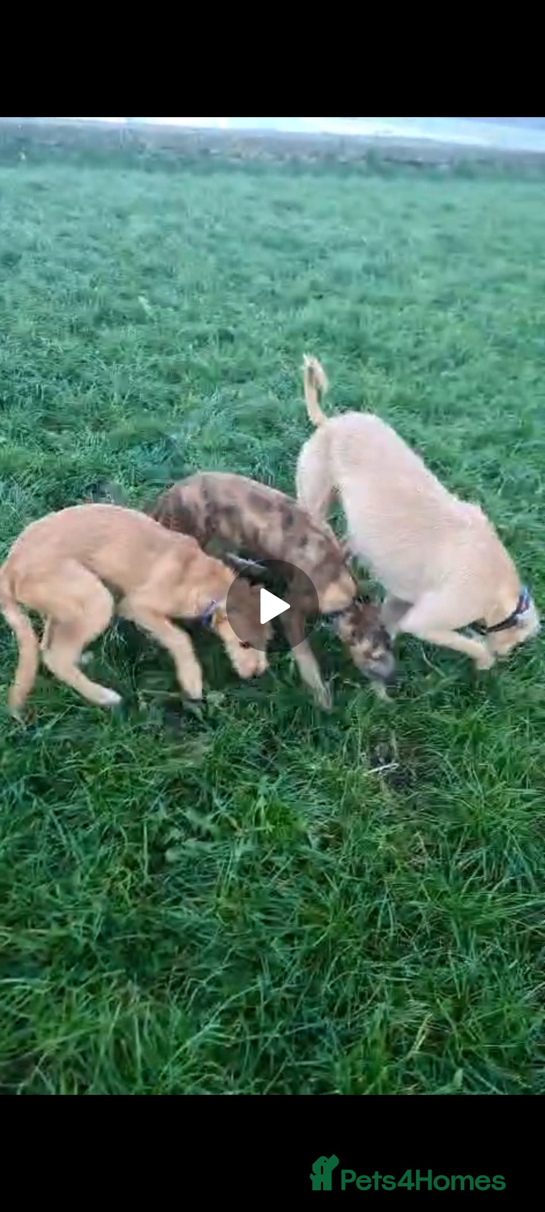 Lurcher dogs for sale: 3 male brindle Lurcher puppies for urgent sale - Advert 2