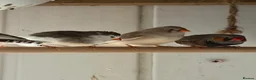 Finches birds for sale: Finches  - Advert 4