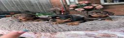 Miniature Dachshund dogs for sale: Miniature Dachshund Puppies – Cole, Nia & Bel 🐾 in Harrow - Advert 5