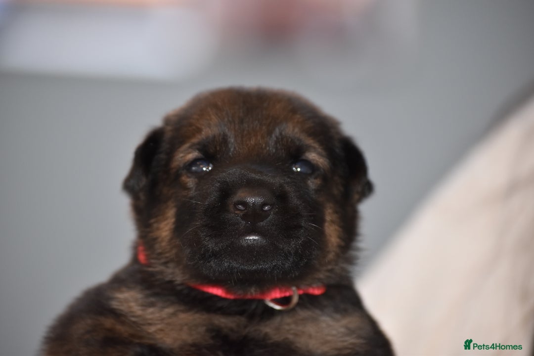 Mixed Breed dogs for sale: GSD × Dutch Herder – Top European Working Lines - Advert 32