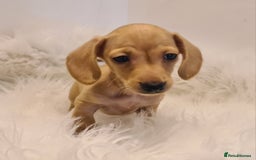 Miniature Dachshund dogs for sale: KC Daxi's health tested parents.READY - Image 12