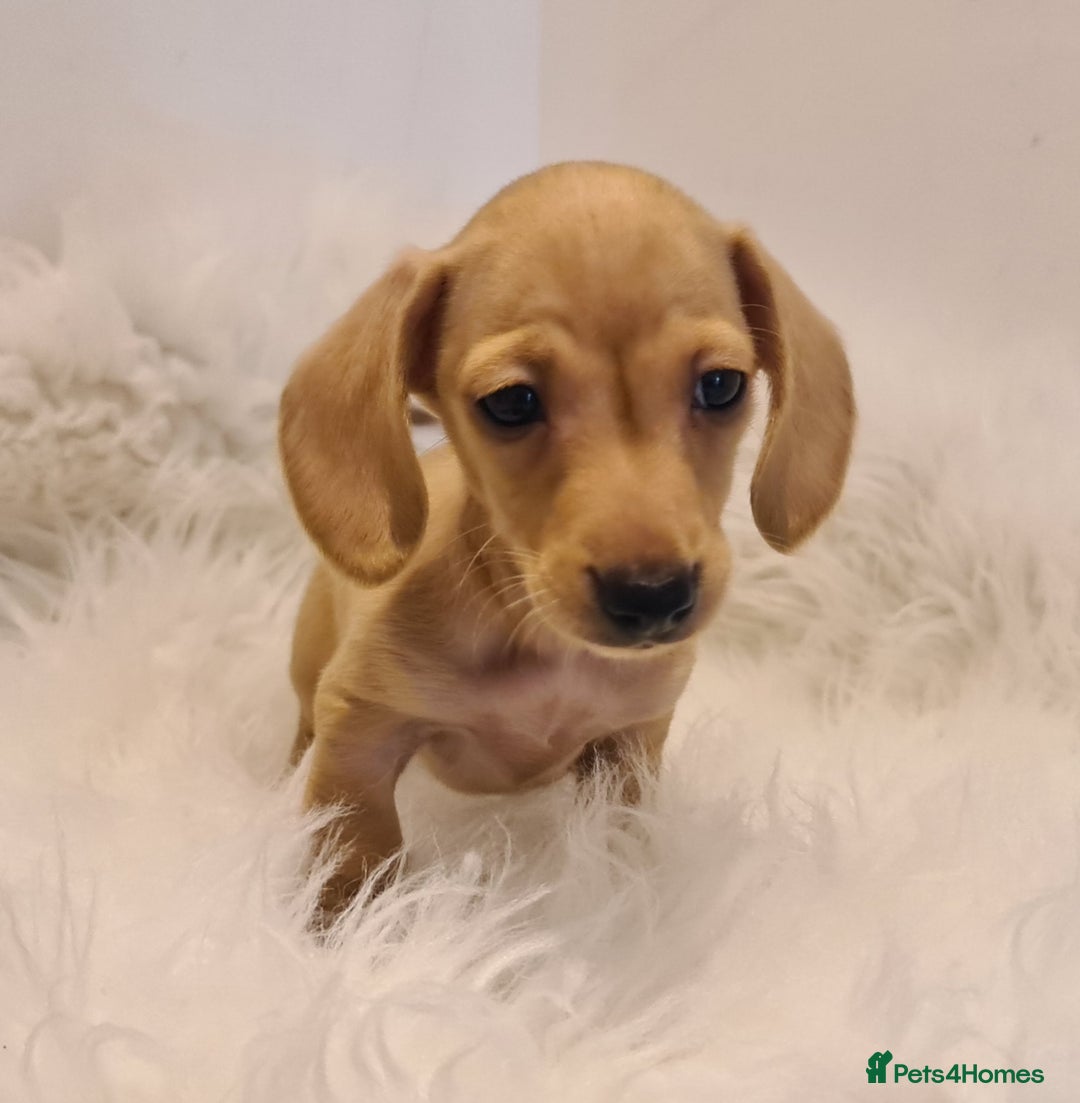 Miniature Dachshund dogs for sale: KC Daxi's health tested parents.READY - Image 12