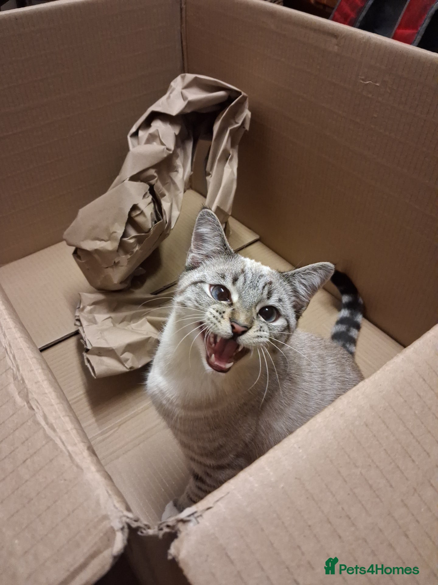 Mixed Breed cats White a gray cat for sale - Advert 1