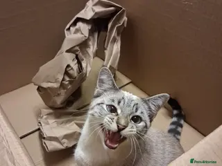 Mixed Breed cats White a gray cat for sale - Advert 1