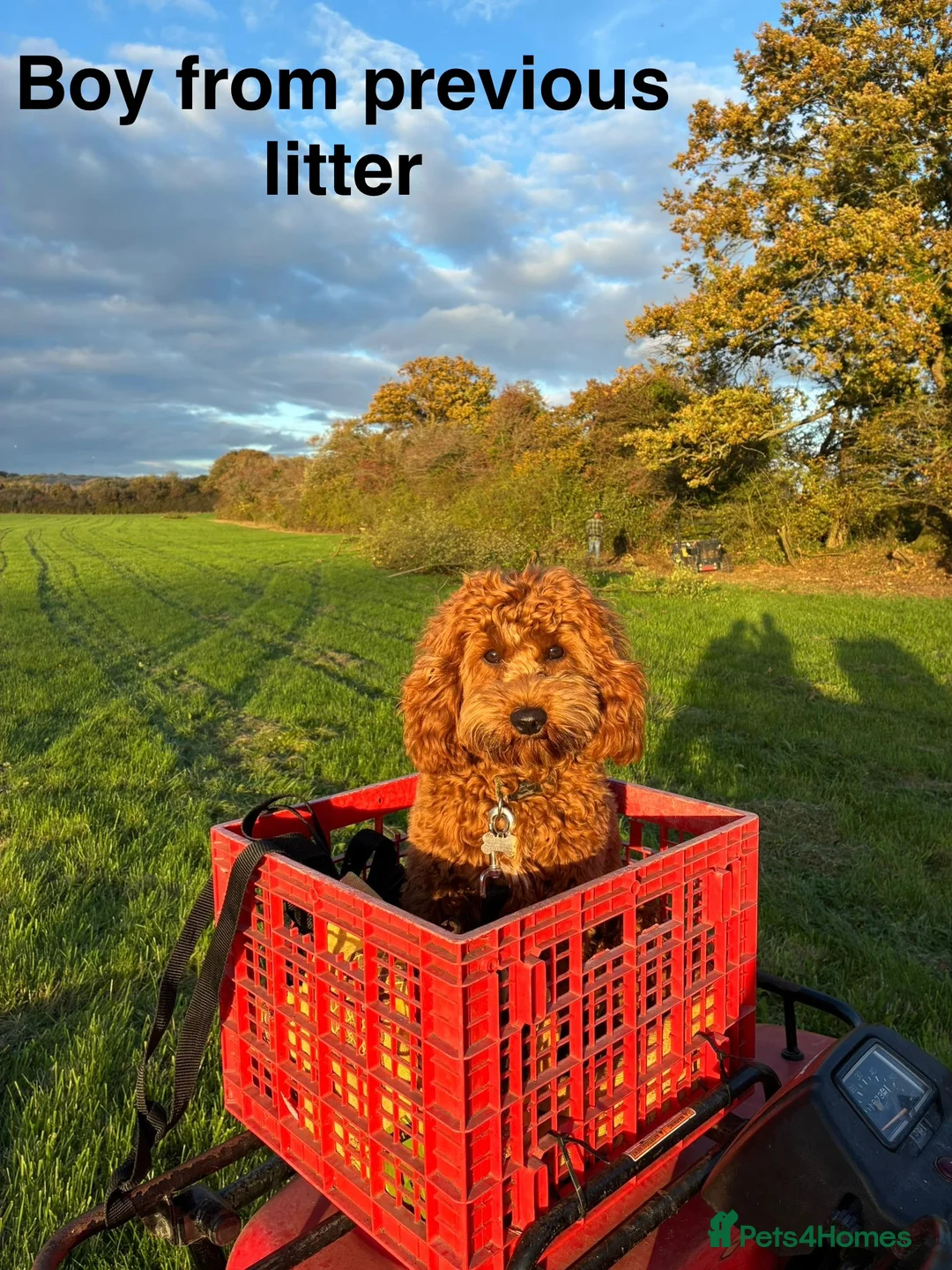 Cockapoo dogs for sale: 🐾 STUNNING F1B RED MINIATURE COCKAPOO PUPPIES  - Advert 13