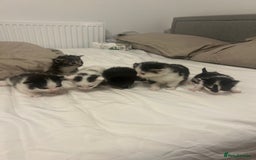 Mixed Breed cats for sale: Beautiful fluffy kittens - Image 2