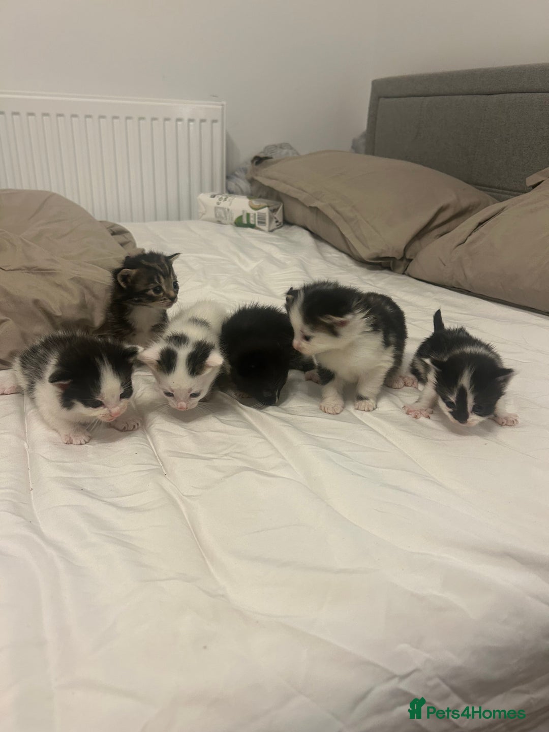 Mixed Breed cats for sale: Beautiful fluffy kittens - Image 2