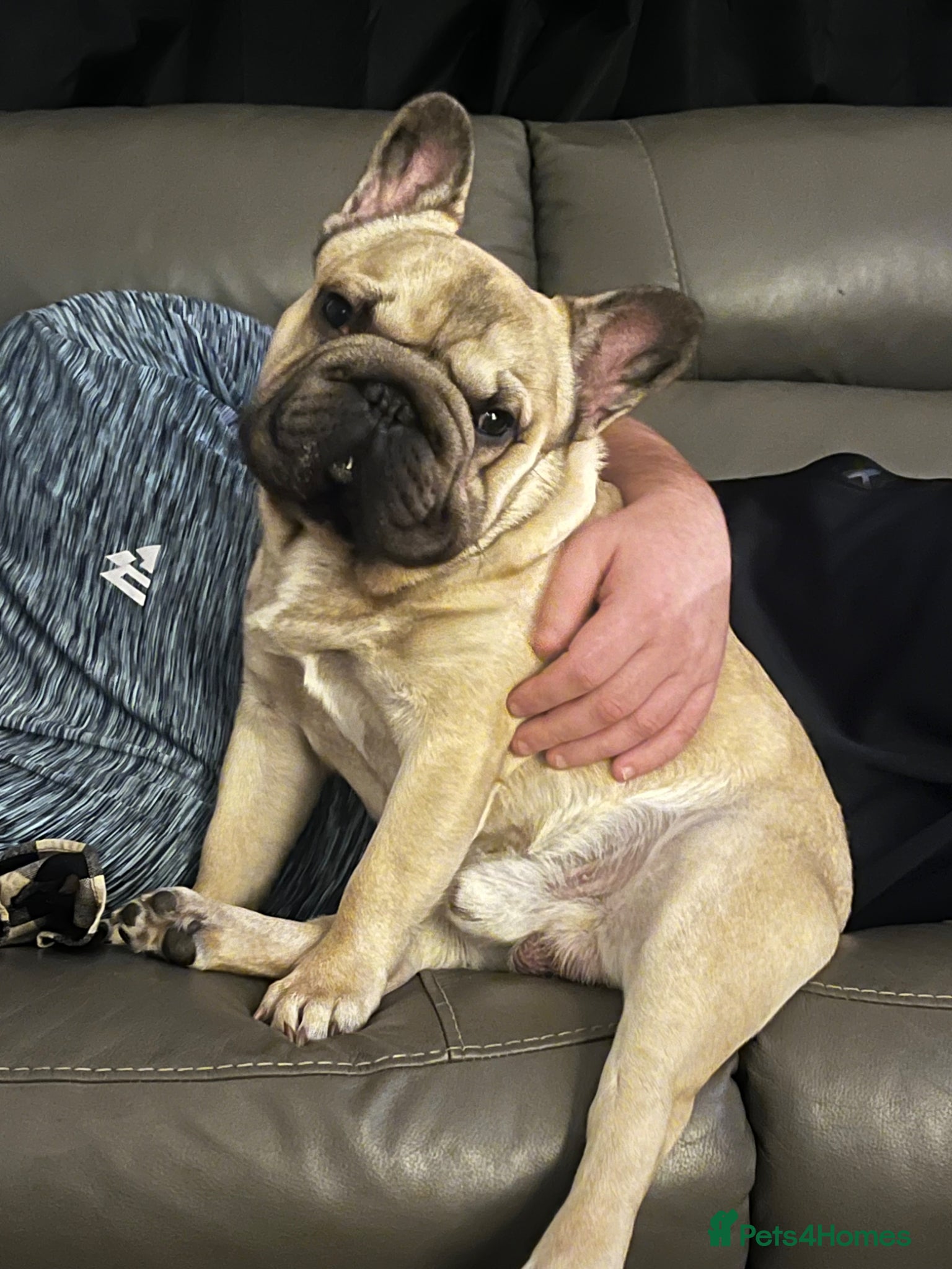 French Bulldog dogs for stud:  **  FLUFFY CARRIER FOR STUD - Advert 2