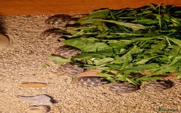 Hermann Tortoise reptiles for sale: Hermanns Tortoise  - Image 1