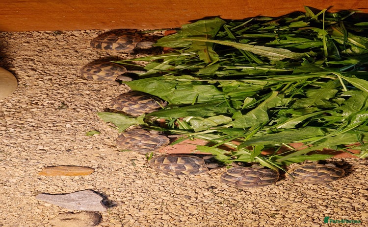 Hermann Tortoise reptiles - Advert 1