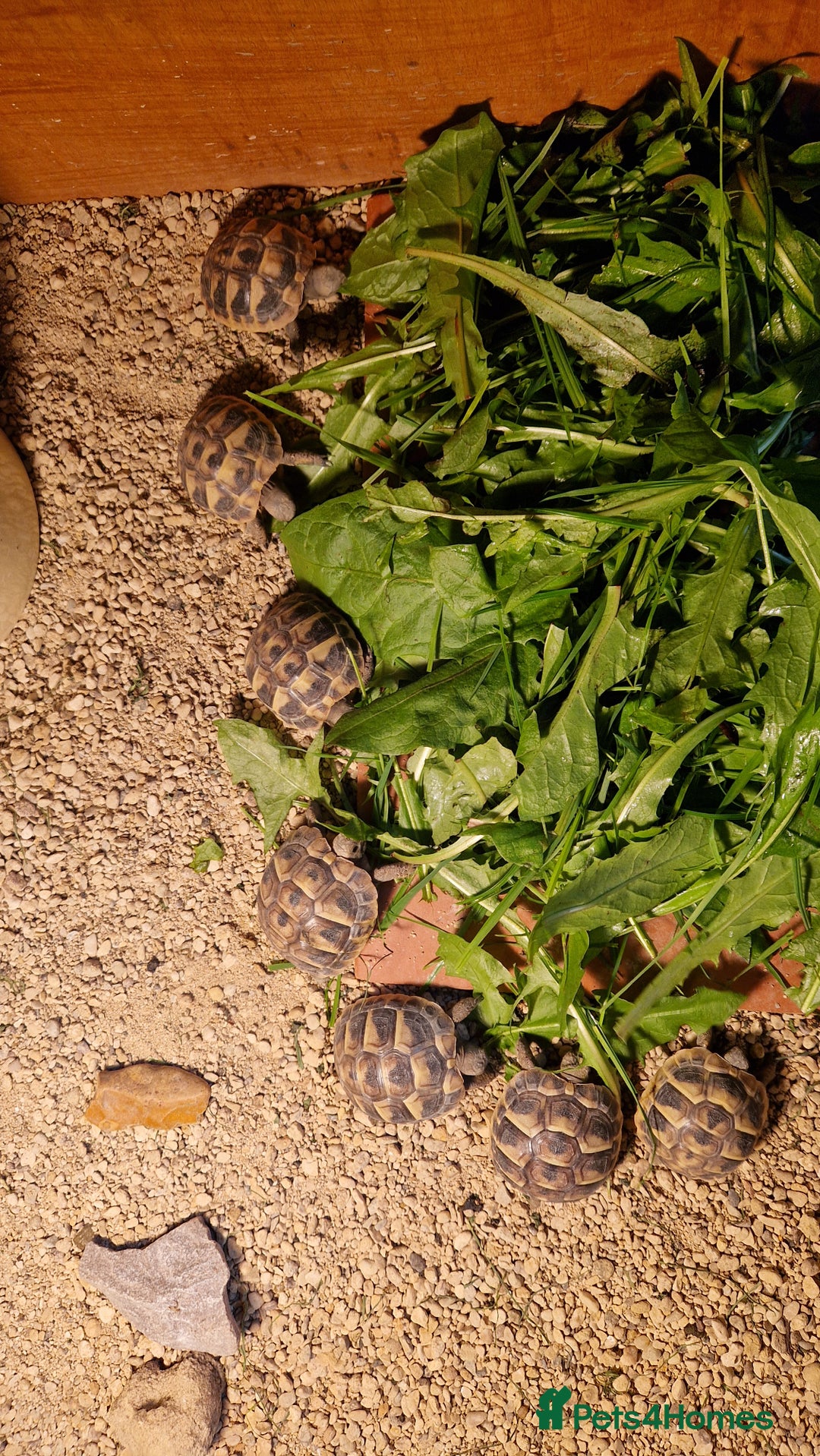 Hermann Tortoise reptiles for sale: Hermanns Tortoise  - Image 1