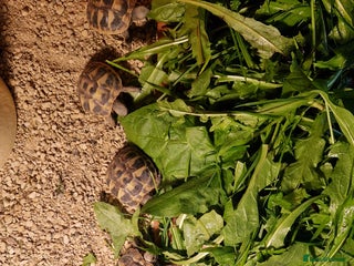 Hermann Tortoise reptiles - Advert 26