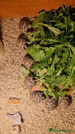 Hermann Tortoise reptiles - Advert 13