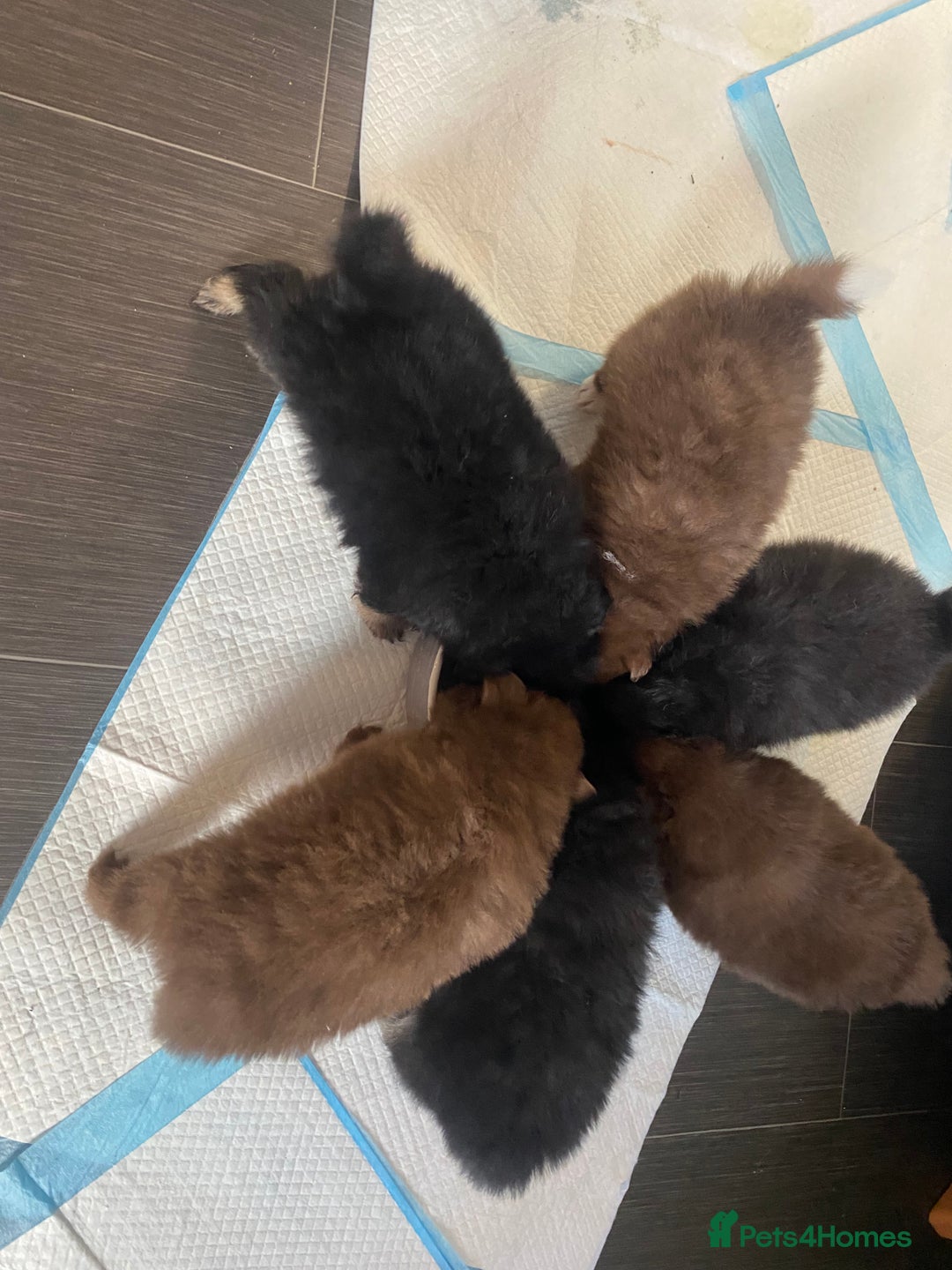 Mixed Breed dogs for sale: Pomspitz super fluffy babies  - Image 17