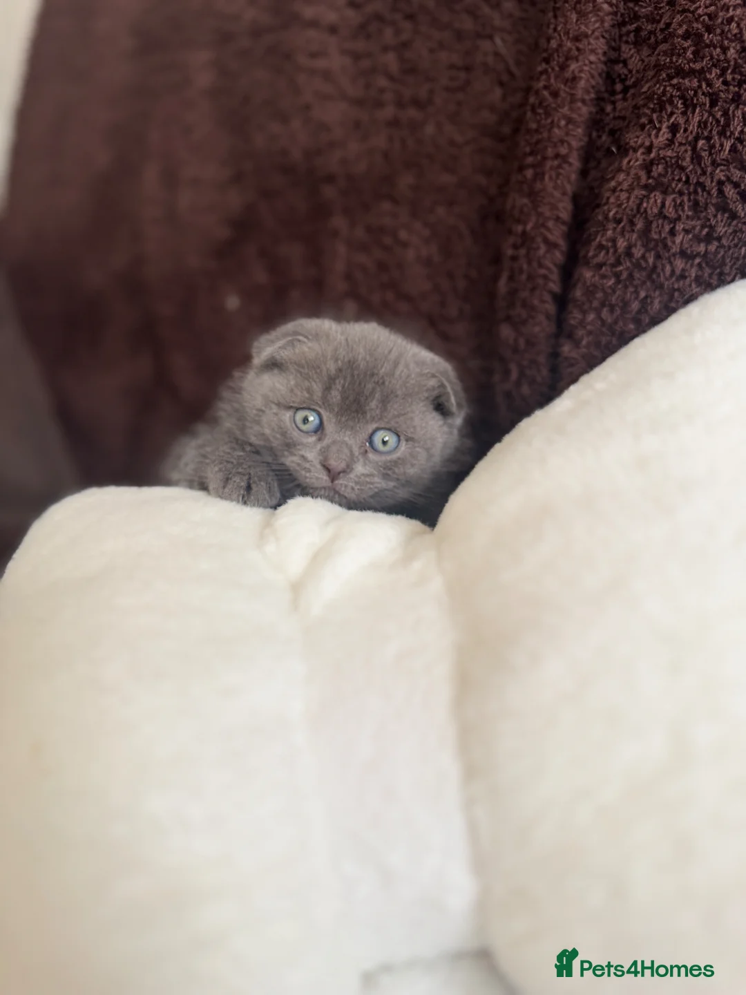 British Shorthair cats for sale: British shorthair kittens - Advert 14